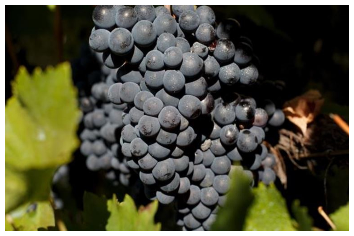 سیاہ انگور کے 10 حیرت انگیز فوائد، جنہیں آپ نہیں جانتے