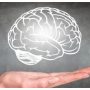 دماغ میں نئے خلیات کی افزائش میں مددگار 4 آسان طریقے