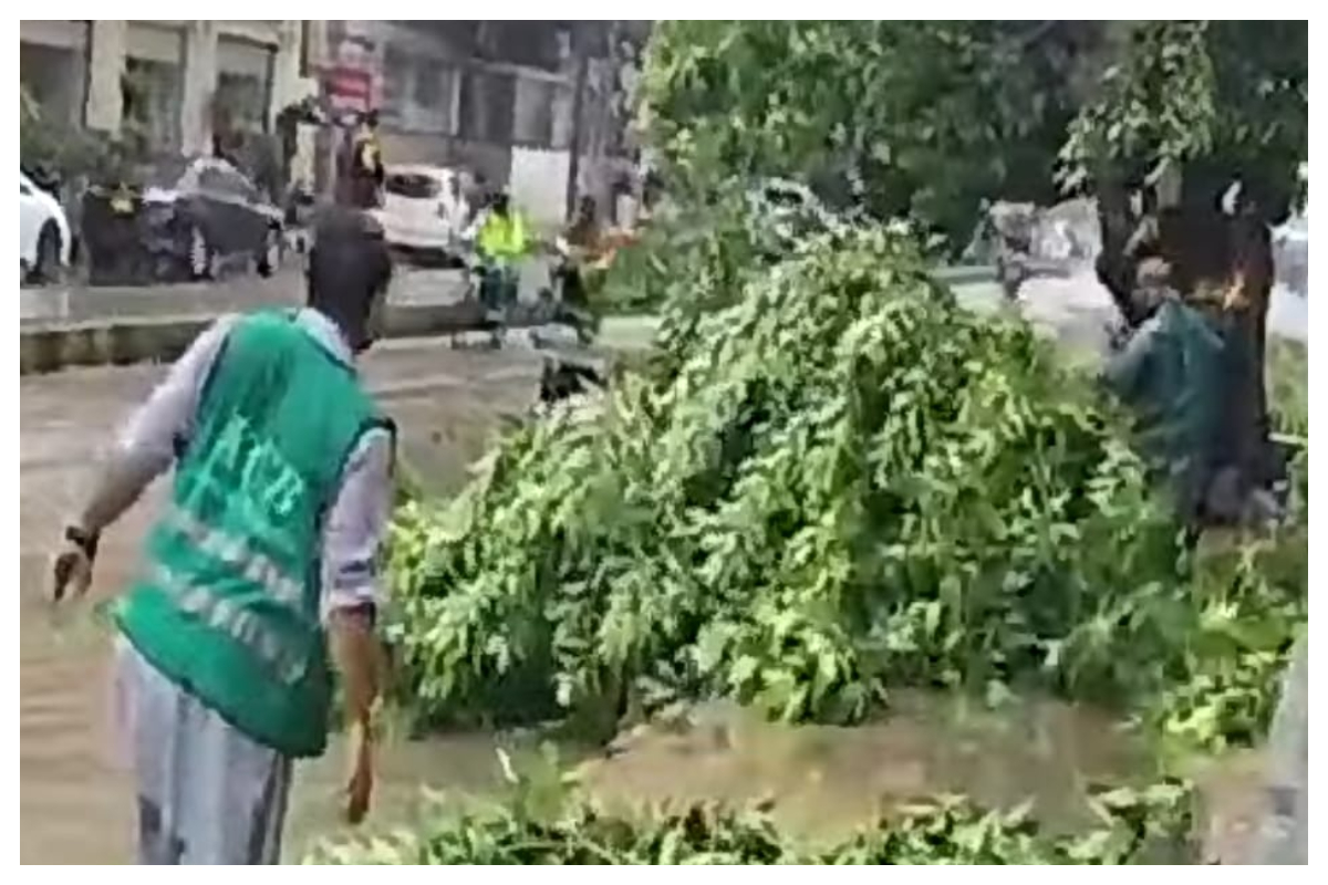 بارش کا بہانہ، کراچی کو سینکڑوں درختوں سے محروم کردیا گیا