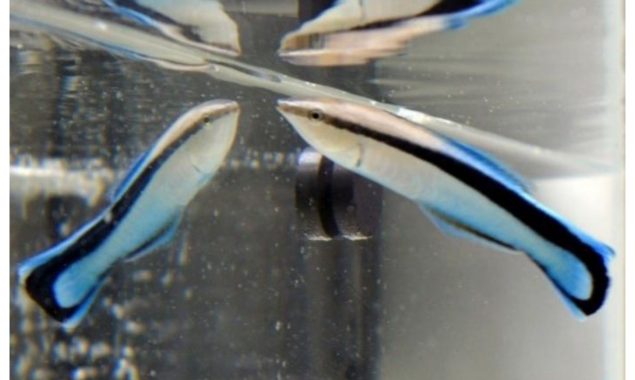 مچھلیاں بھی خود شناسی کا مظاہرہ کرسکتی ہیں،تحقیق