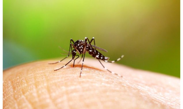 ملک بھر میں ڈینگی مچھروں کے حملے جاری