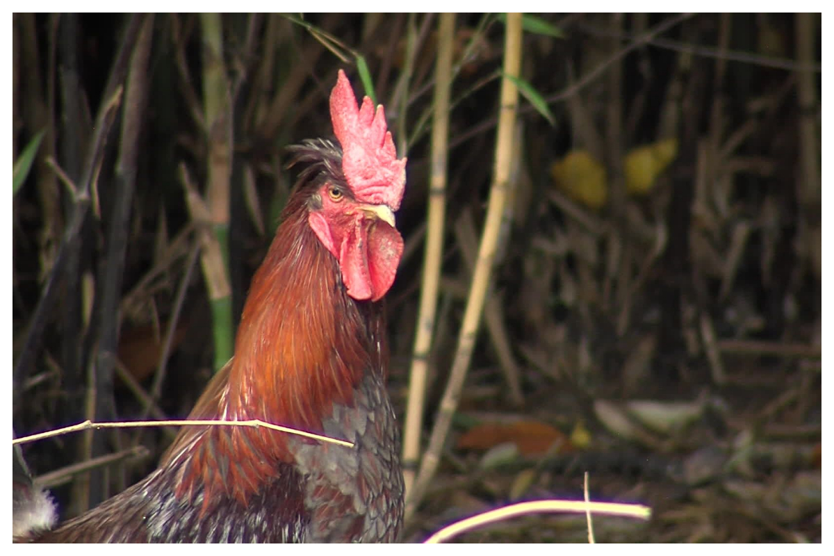 مالک کو مرغا رکھنا مہنگا پڑگیا، معمولی وجہ پر مقدمہ درج