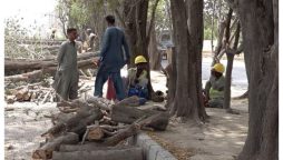 ریڈ لائن منصوبہ، کراچی میں اب تک کتنے درختوں کا صفایا کیا جاچکا ہے؟