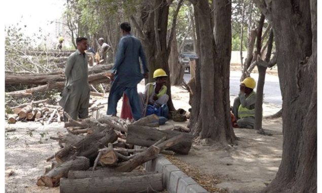 ریڈ لائن منصوبہ، کراچی میں اب تک کتنے درختوں کا صفایا کیا جاچکا ہے؟