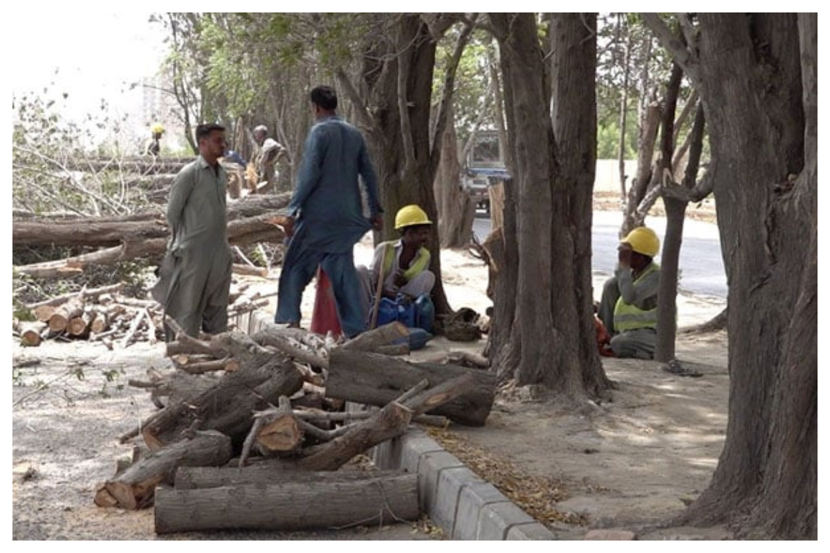 ریڈ لائن منصوبہ، کراچی میں اب تک کتنے درختوں کا صفایا کیا جاچکا ہے؟