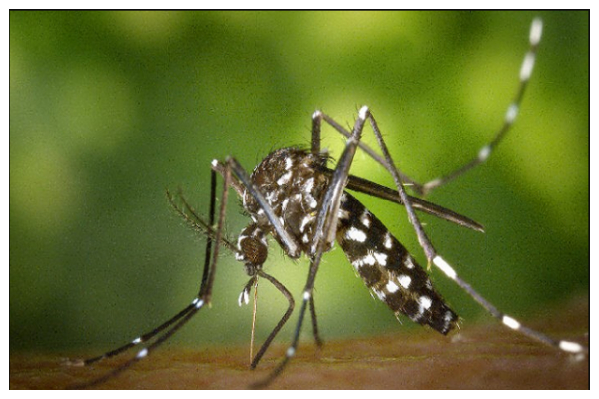 ملک بھر میں ڈینگی کے وار جاری