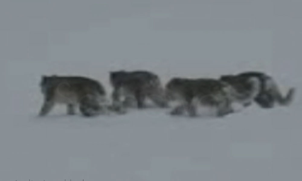 گلگت بلتستان میں نایاب برفانی تیندووں کی ایک ساتھ موجودگی