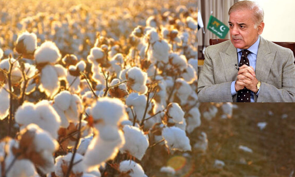 کاٹن کی تیزی سے گرتی پیداوار پر وزیراعظم کا اظہار تشویش