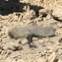 جعفر ایکسپریس