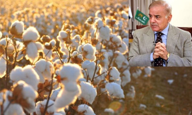 کاٹن کی تیزی سے گرتی پیداوار پر وزیراعظم کا اظہار تشویش