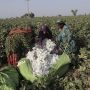 کپاس کی بروقت کاشت سے پیداوار میں نمایاں اضافے کا امکان