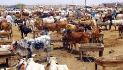 کراچی نادرن بائی پاس پر مویشی منڈی 2025 سجنے کو تیار