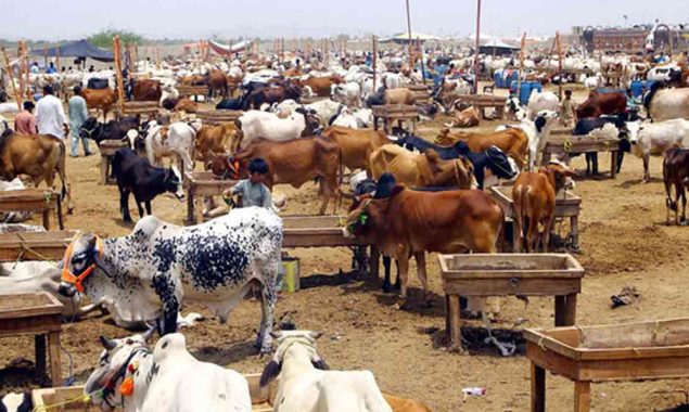 کراچی نادرن بائی پاس پر مویشی منڈی 2025 سجنے کو تیار