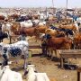 کراچی نادرن بائی پاس پر مویشی منڈی 2025 سجنے کو تیار