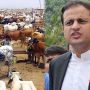 میئر کراچی مرتضیٰ وہاب کا مویشی منڈی کا افتتاح، بہتر انتظامات اور سیکیورٹی کی یقین دہانی