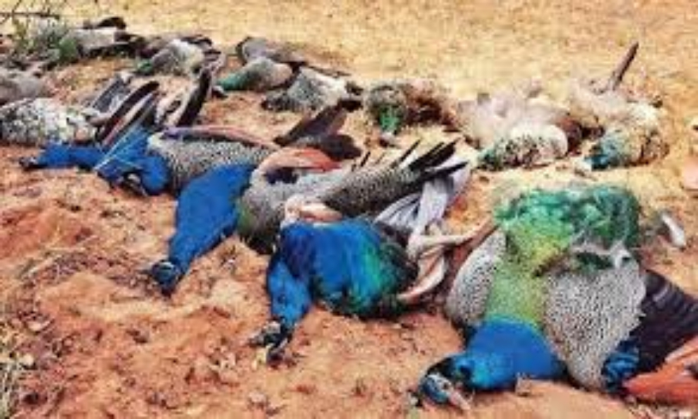 تھرپارکر میں گرمی کی شدت سے مزید 12 مور ہلاک ہوگئے