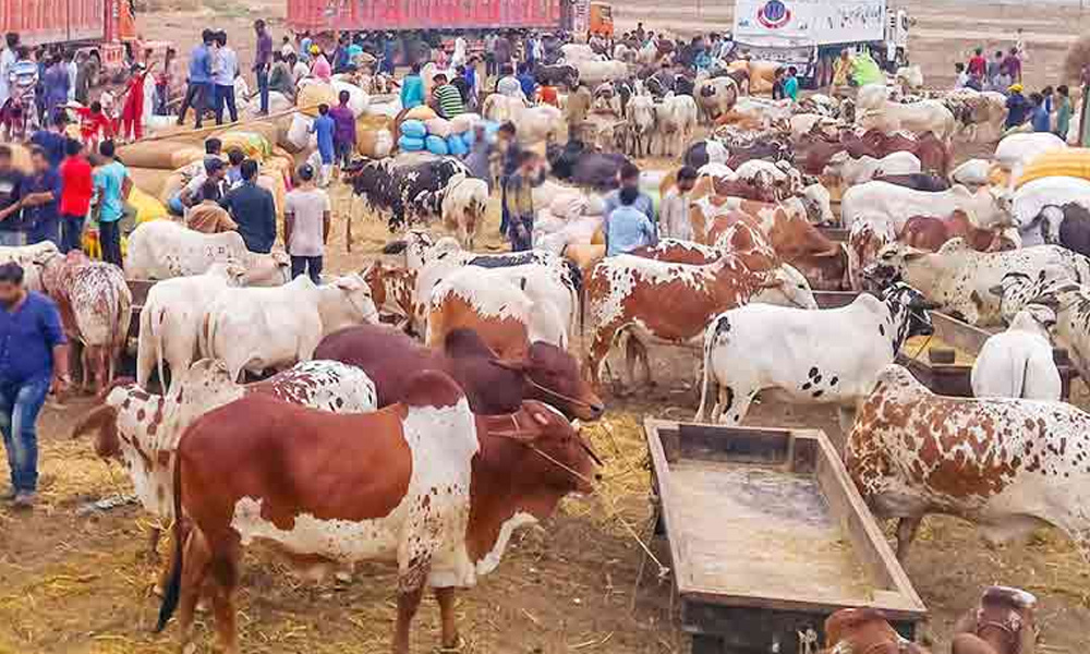 بڑی عید میں 20 دن باقی، نادرن بائی پاس مویشی منڈی میں فرینڈلی ماحول، شہریوں کا رات گئے تک گشت جاری