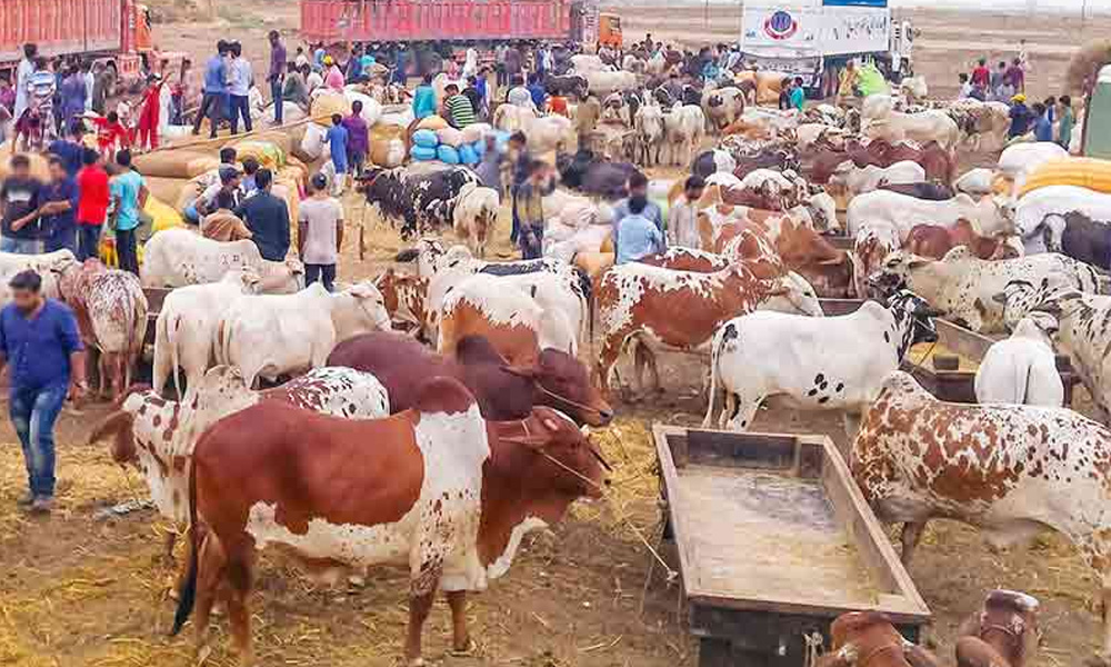 کراچی مویشی منڈی کا 15 واں روز؛ قربانی کے جانوروں کی بھرمار، خریداروں کا رش