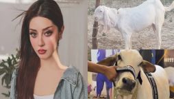 قربانی کی روح کو سمجھیں، عیدالاضحیٰ پر علیزے شاہ کا جذباتی پیغام