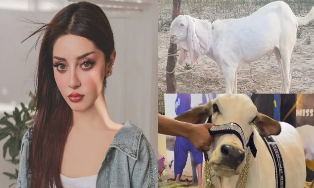 قربانی کی روح کو سمجھیں، عیدالاضحیٰ پر علیزے شاہ کا جذباتی پیغام