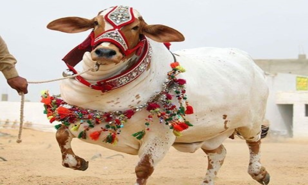 کون سا جانور