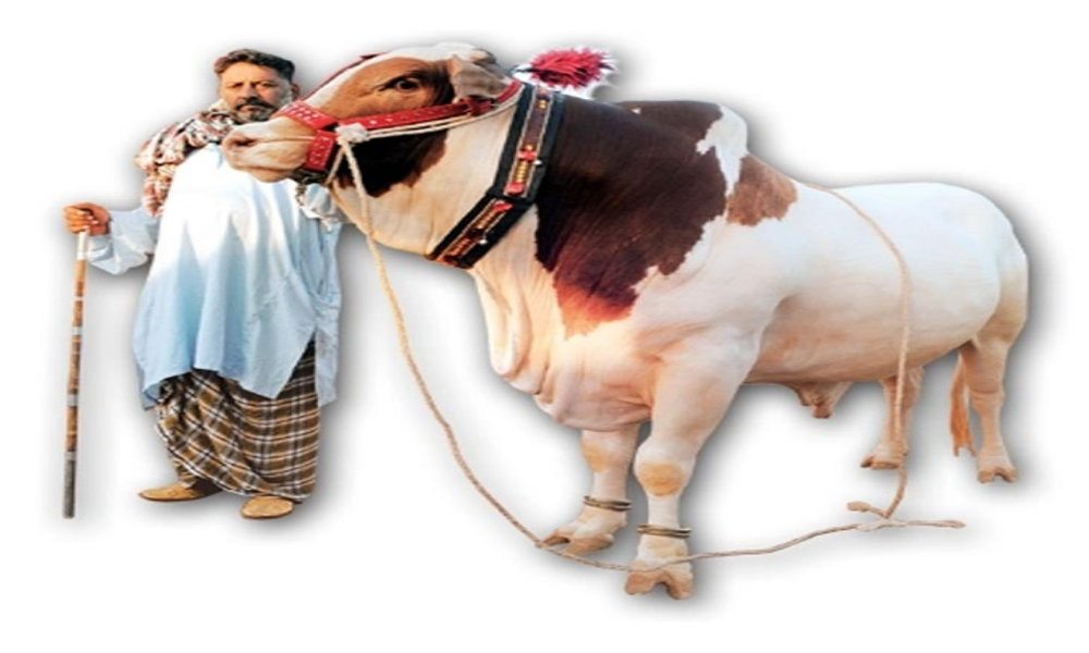 کون سا جانور