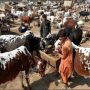عوام کیلئے بڑی خوشخبری؛ مویشی منڈیوں سے متعلق اہم خبر