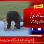ایشین ایتھلیٹکس چیمپئن شپ: ارشد ندیم نے گولڈ میڈل جیت لیا