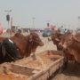 کراچی مویشی منڈی میں جانوروں کی بہار؛ سہولیات سے بیوپاری و شہری خوش