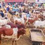 بڑی عید میں 20 دن باقی، نادرن بائی پاس مویشی منڈی میں فرینڈلی ماحول، شہریوں کا رات گئے تک گشت جاری
