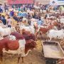 کراچی مویشی منڈی کا 15 واں روز؛ قربانی کے جانوروں کی بھرمار، خریداروں کا رش