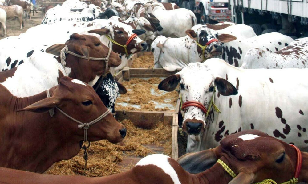 اسلام آباد: لاکھوں مویشیوں کی ویکسین میں کروڑوں کا گھپلا بے نقاب