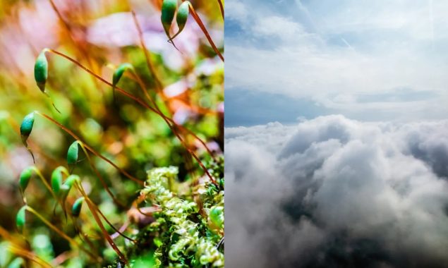 فضا میں موجودخوردبینی مخلوق موسم اورصحت