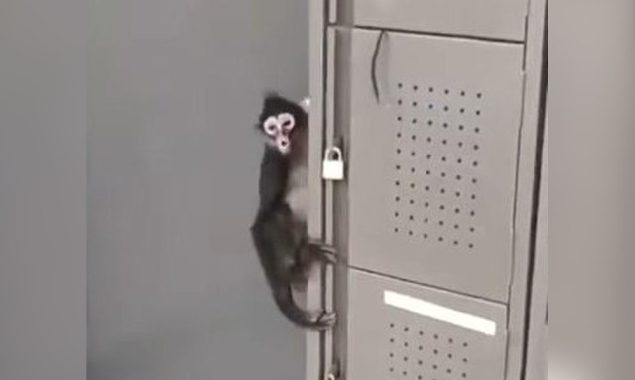 اسپائیڈر بندر مزے سے بریک روم میں ادھر اُدھر گھوم رہا تھا۔