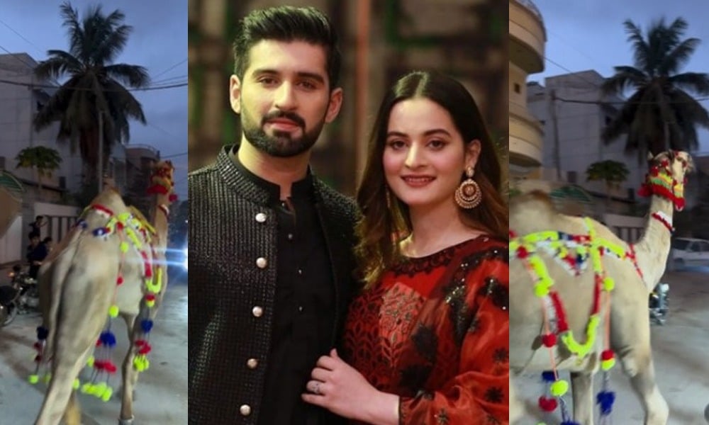 اداکار منیب بٹ کا ’قربانی کا اونٹ‘ فرار، مداحوں سے اہم اپیل