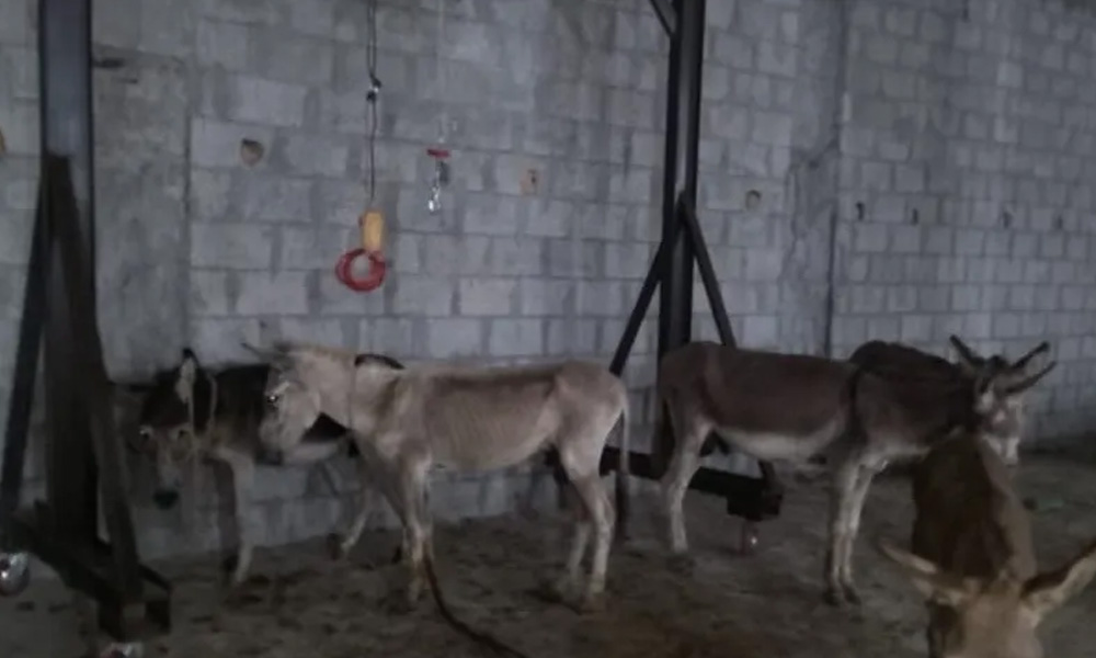 اسلام آباد سے گدھے کا گوشت ملنے کا معاملہ؛ پولیس کی ابتدائی تفتیش مکمل