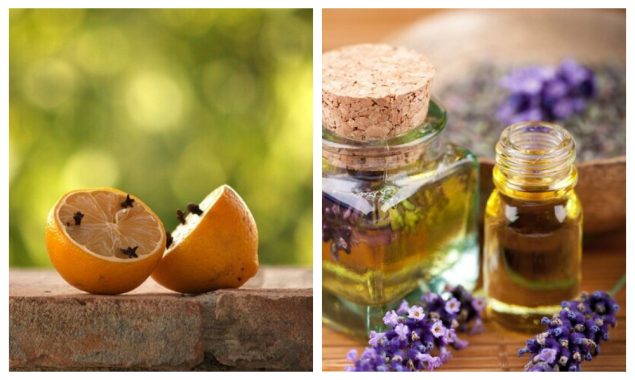 مکھیوں سے نجات کیلئے یہ کار آمد طریقے آزمائیں