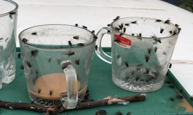 کراچی میں اچانک مکھیوں کی بہتات کی وجہ کیاہے ؟