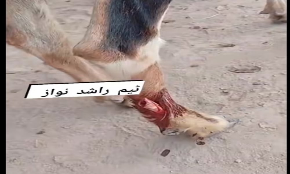 خان پور میں ظلم کی انتہا بااثر افراد نے بکری کی ٹانگ کاٹ دی، متاثرہ خاتون کی دہائی
