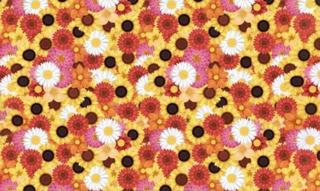 کیا آپ پھولوں کے درمیان چھپی شہد کی مکھی تلاش کر سکتے ہیں؟