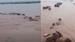 قصور میں دریائے ستلج کے انتہائی اونچے درجے کے سیلاب نے ولے والا گاؤں میں قیامت صغریٰ برپا کر دی۔