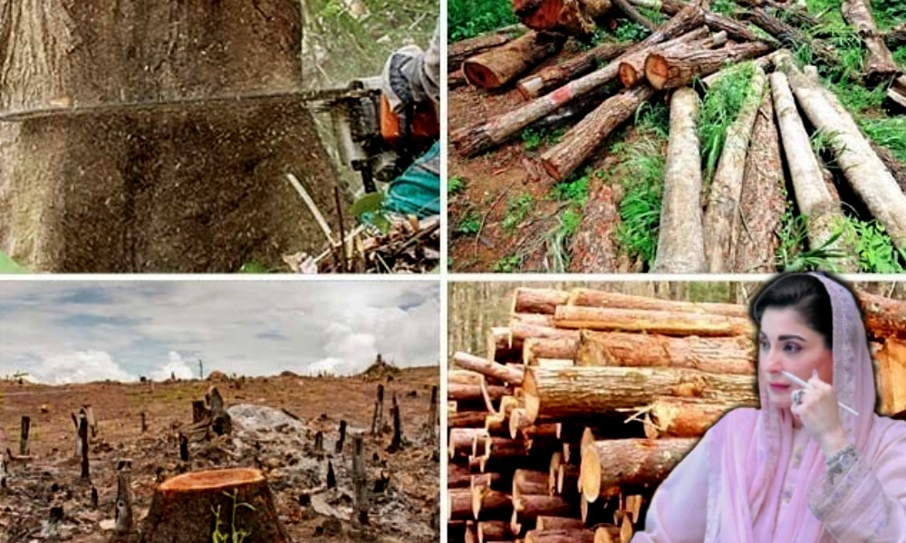 وزیراعلیٰ مریم نواز کا بڑا فیصلہ؛ جنگلات کی کٹائی اور نیلامی پر مکمل پابندی