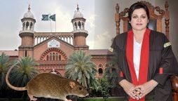 لاہور ہائیکورٹ میں "خصوصی پیشی" چوہا بھی انصاف لینے پہنچ گیا