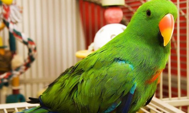 پنجاب میں طوطوں کی رجسٹریشن لازمی قرار