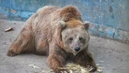 کراچی چڑیا گھر کی مادہ ریچھ رانو کو اسلام آباد منتقل کرنے کی تیاریاں