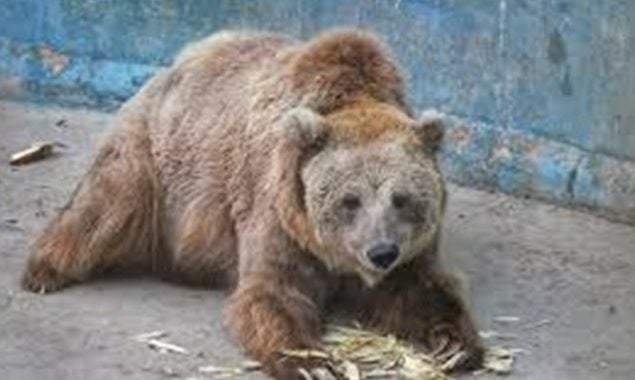 کراچی چڑیا گھر کی مادہ ریچھ رانو کو اسلام آباد منتقل کرنے کی تیاریاں