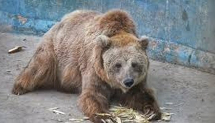 کراچی چڑیا گھر کی مادہ ریچھ رانو کو اسلام آباد منتقل کرنے کی تیاریاں