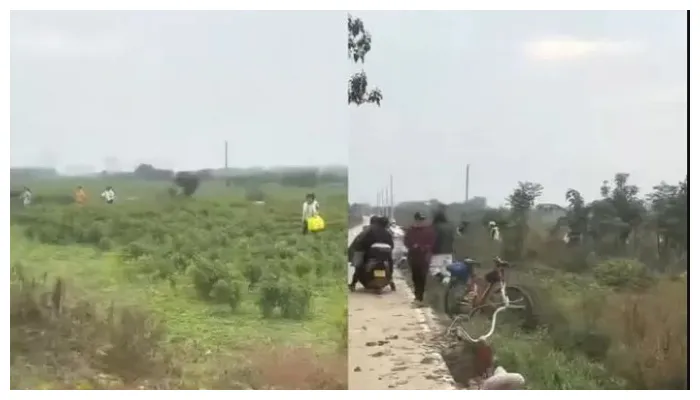 چین؛ جعلی ویڈیو دیکھ کر لوگوں نے مرچوں کے کھیت لوٹ لیے