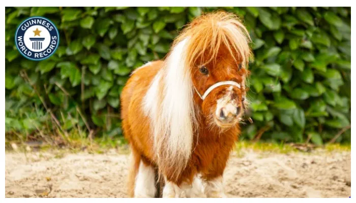 پستہ قد گھوڑے نے عالمی اعزاز اپنے نام کرلیا