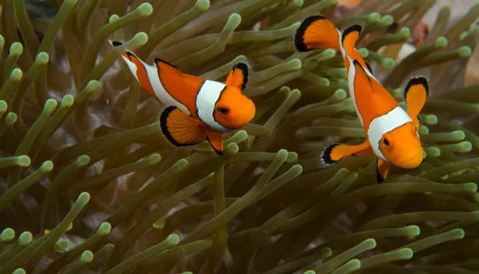 بڑھتی ہوئی زمینی حدت، اور معدوم ہوتی نیمو